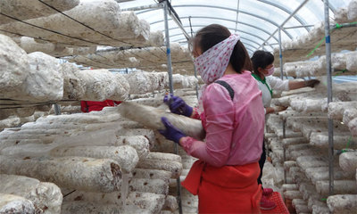内蒙古:赤峰市食用菌生产带动贫困农户增收脱贫 凯璞庭资本集团助力精准扶贫攻坚战
