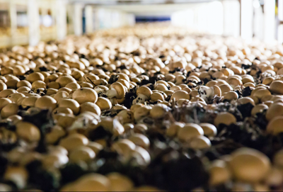 加拿大:Highline Mushrooms食用菌公司发展壮大