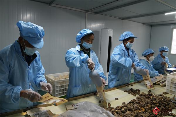 云南威信:小小食用菌 撑起产业兴旺“致富伞”