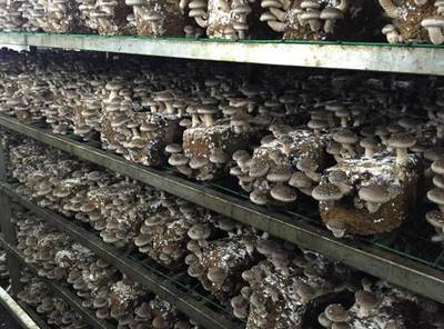 食用菌所香菇工厂化单产在湖北再上新台阶